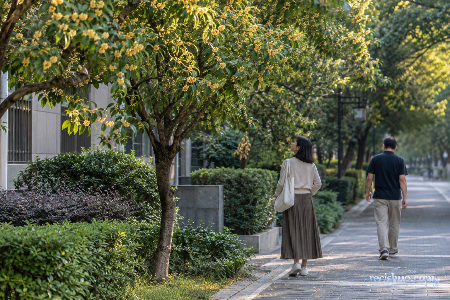 秋日居民步道上行人经过盛开的桂花树