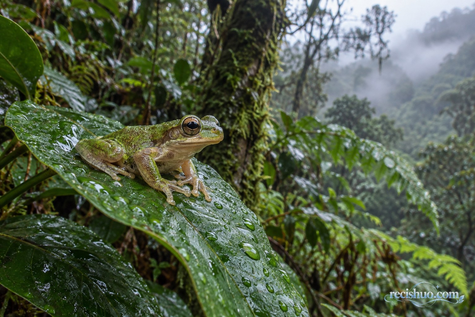 雨后云南山地森林中停在带水珠叶片上的树蛙