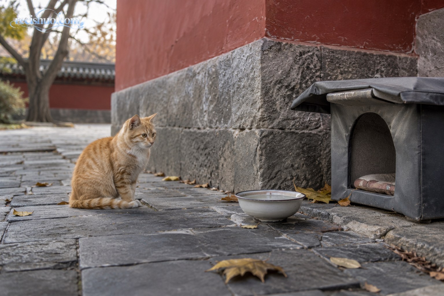 橘猫与清水、避风猫窝保持距离,观察周围环境