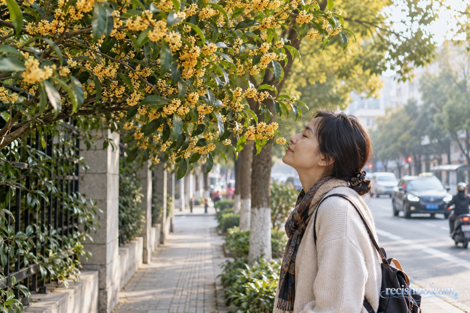 秋日城市街道旁,市民驻足闻盛开的桂花而未动手采摘