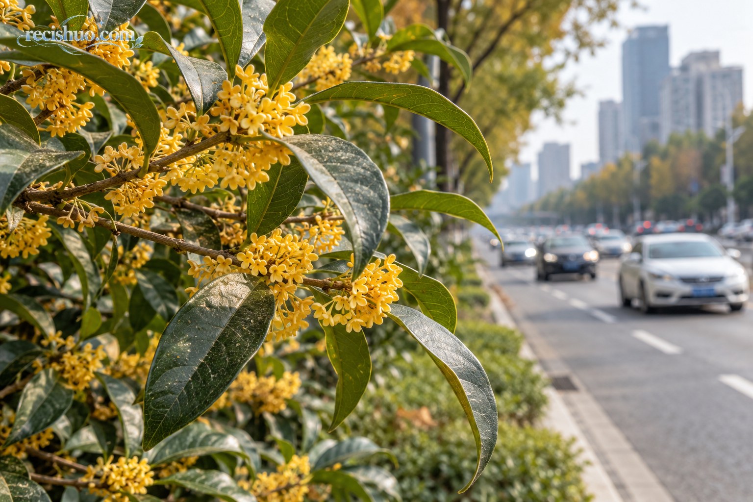 城市道路绿化带的桂花枝叶与远处车流